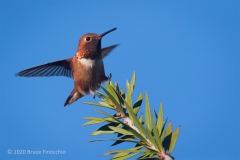 Male Allen's Hummingbird Coming In For A Landing