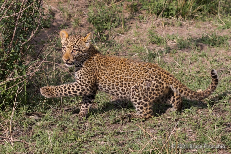 A Female Leopard Cub Reaching Out With Her Paw As She Moves