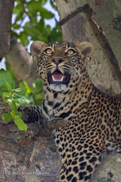 A Female Leopard In A Tree Looks Skyward