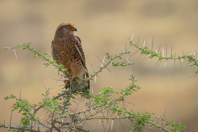 A Greater Kestrel Perched On Some Acacia Thorn Branches