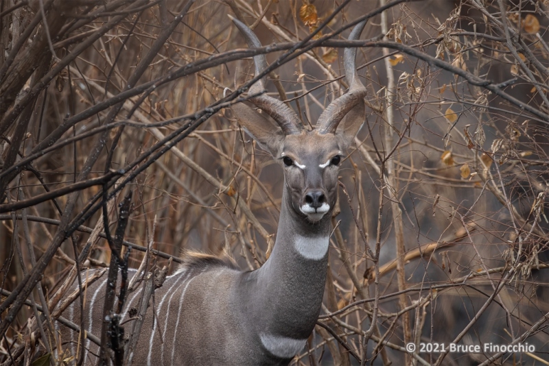 A Head And Shoulder Portrait Of A Male Lesser Kudu In The Dense Woodland Thickets