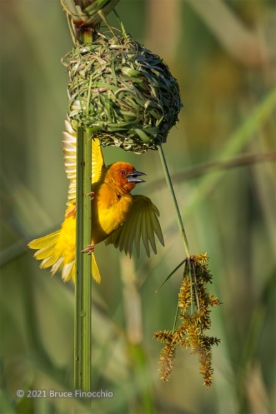 A Male African Golden Weaver Flutters Wings Below His Newly Created Nest