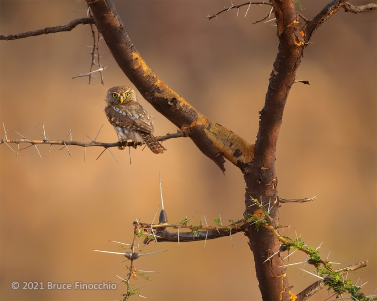 A Perched Pearl-spotted Owlet Framed By Acacia Tree Branches