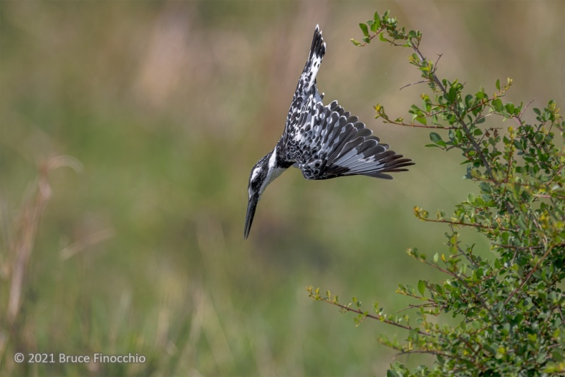 A Pied Kingfisher Launches Itself Of A Bush With Wings Down