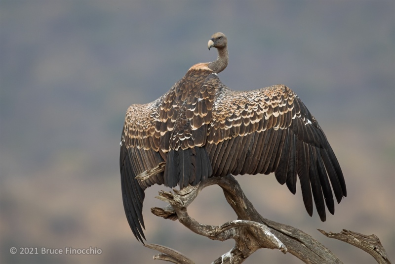 A Ruppell's Vulture Drying Its Feather While Perched On A Dead Tree Branch
