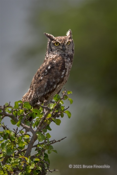 A Spotted Eagle-Owl Perched In The Top Of A Small Tree