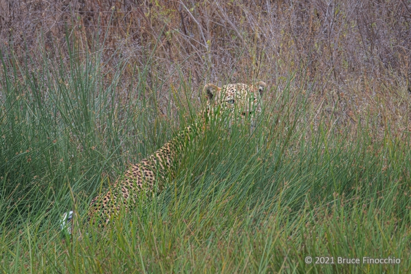 A Watchful Young Male Leopard Uses Marsh Reeds To Disguise Himself