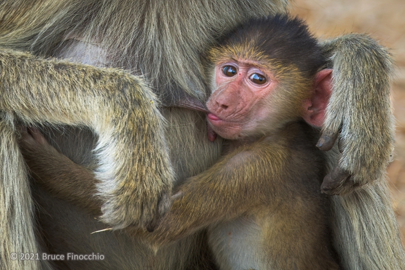 A Young Yellow Baboon Sucks Its Mother's Nipple For Nourishment