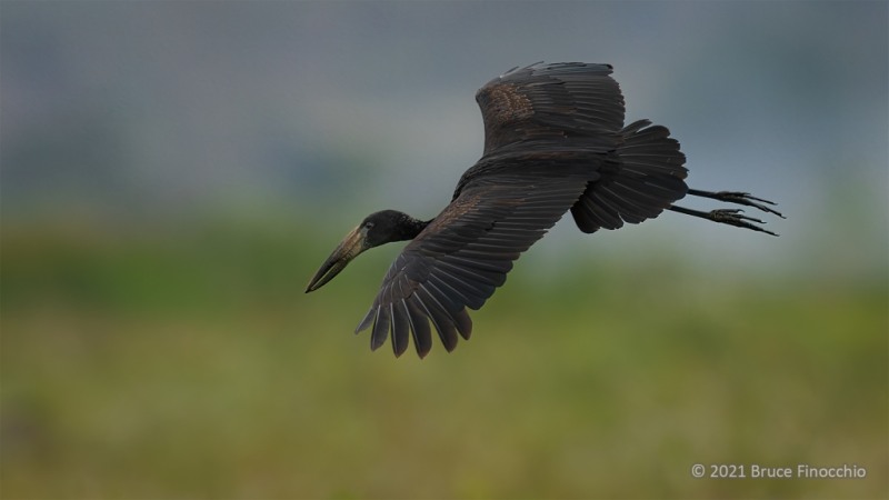African Openbill Stork Gliding In As It Prepares For Landing