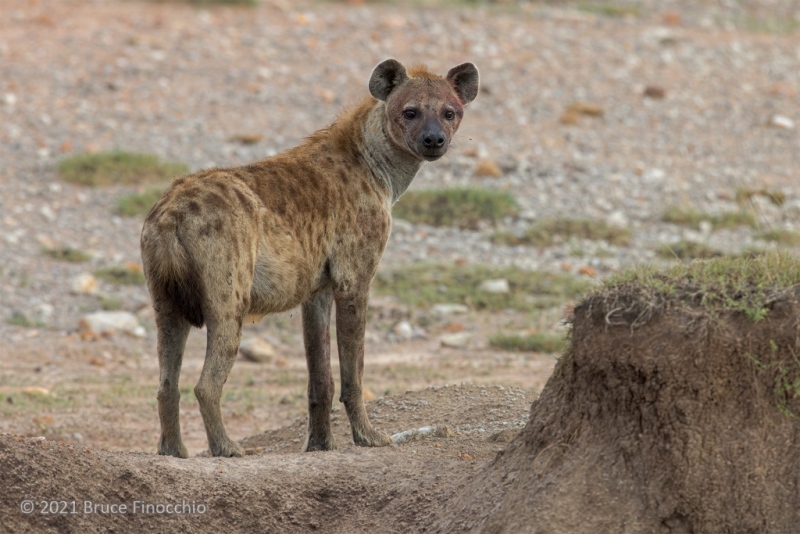 An Alert Spotted Hyena Framed By A Cut Bank In A Small Stream