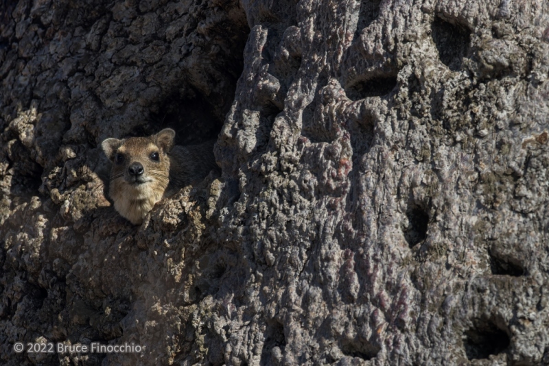 Bush Hyrax Looks Out At The World From A Tree Cavity