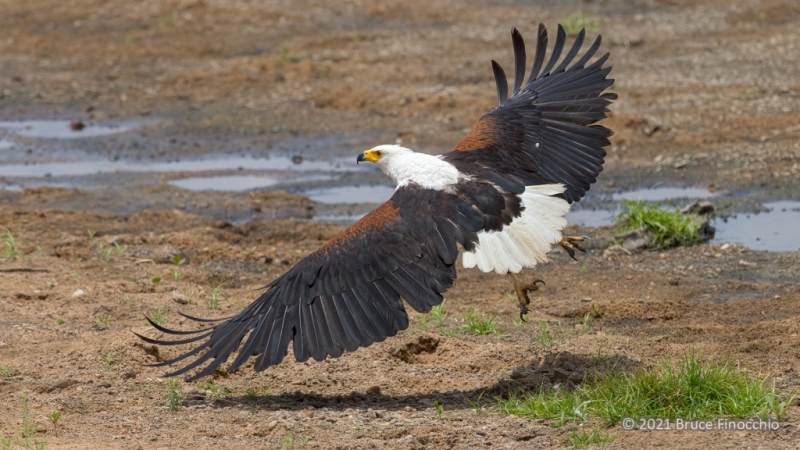 Fish Eagle Takes Flight From The Ruaha River