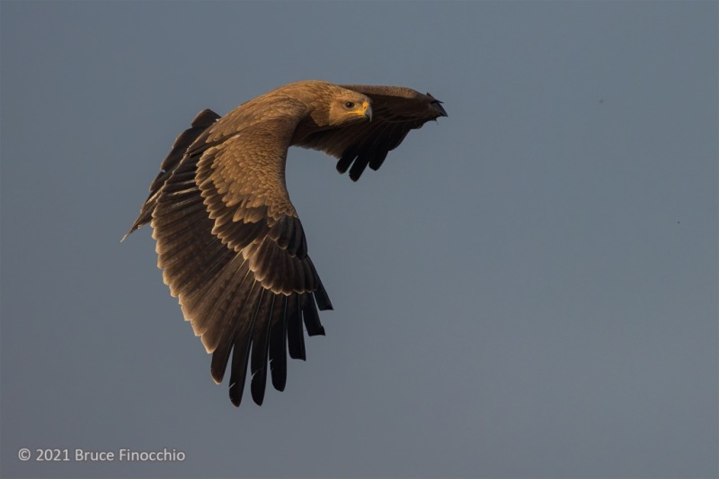 Flying Tawny Eagle With One Wing Down