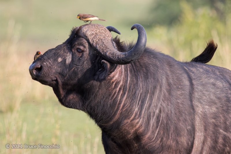 Male Cape Buffalo Bull Attended By Yellow-billed Oxpeckers