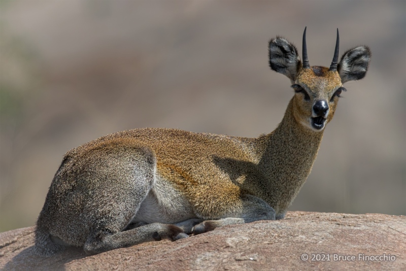 Male Klipspringer Chewing Cud While Sitting On Top Of A Boulder