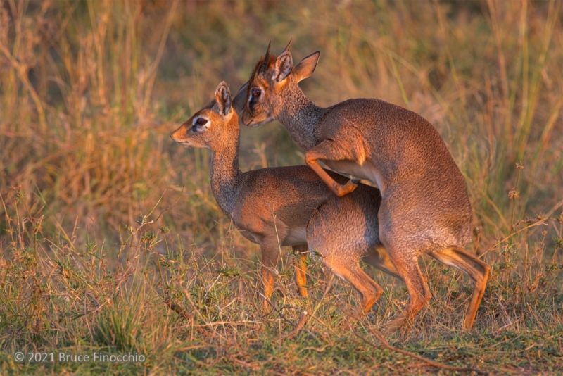 Male and Female Cavendish's Dik-Diks Mating