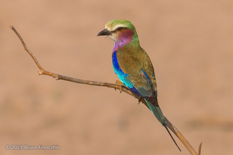 Portrait Of A Perched Lilac-breasted Roller