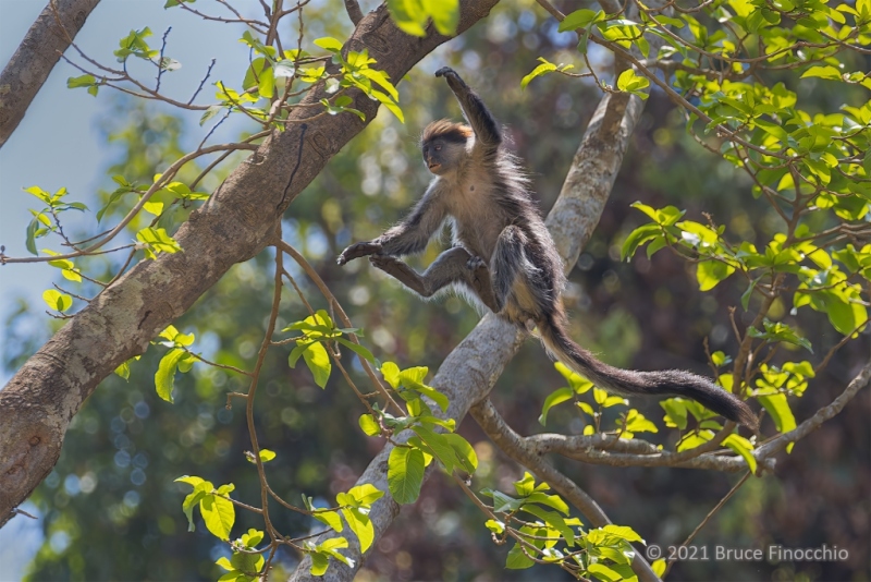 Red Colobus Monkey In Mid Air Leaping Between Branches