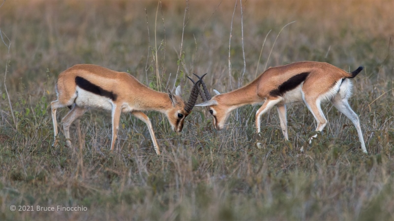 Two Young Male Thompson's Gazelles Sparring With Each Other