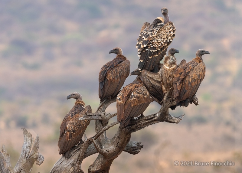 White-backed Vultures And A Ruppells Vulture Dry Wings While Roosting On Tree Branches