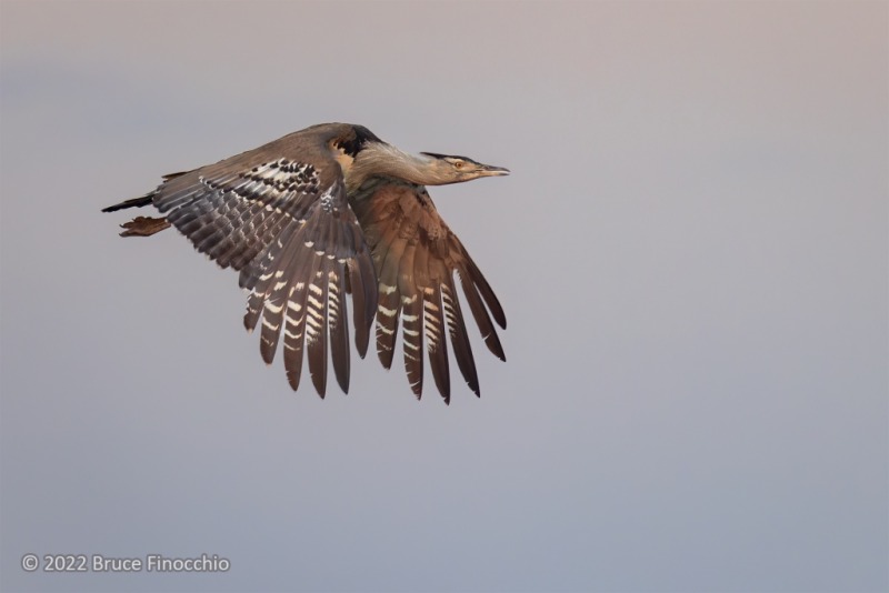 With Its Wings Down Kori Bustard Flying At Dusk