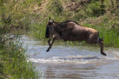 A Blue Wildebeest Jumps Across A Small Creek