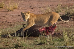 A Young Female Lioness Possessively Lays Leg And Paw Over A Wildebeest Carcass