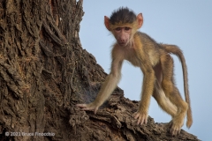 A Young Yellow Baboon Pauses In Its Climb Up A Massive Tree Trunk