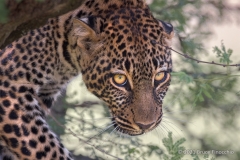 Portrait Of A Female Leopard In And Among Tree Branches And Leaves