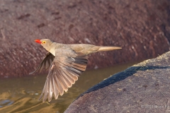 Red-billed Oxpecker Flies Off The Back Of A Hippopotamus