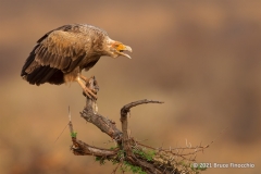 While Perched A Palm-nut Vulture Calls Out