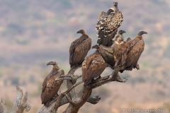 White-backed Vultures And A Ruppells Vulture Dry Wings While Roosting On Tree Branches