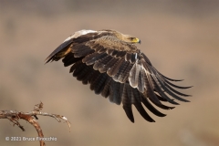 With Wings Down A Tawny Eagle Takes Flight From A Perch