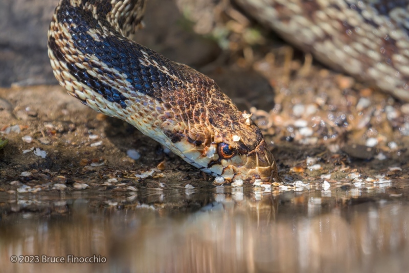 Among White Moth Wings, A Pacific Gopher Snake Drinks From A Small Pond