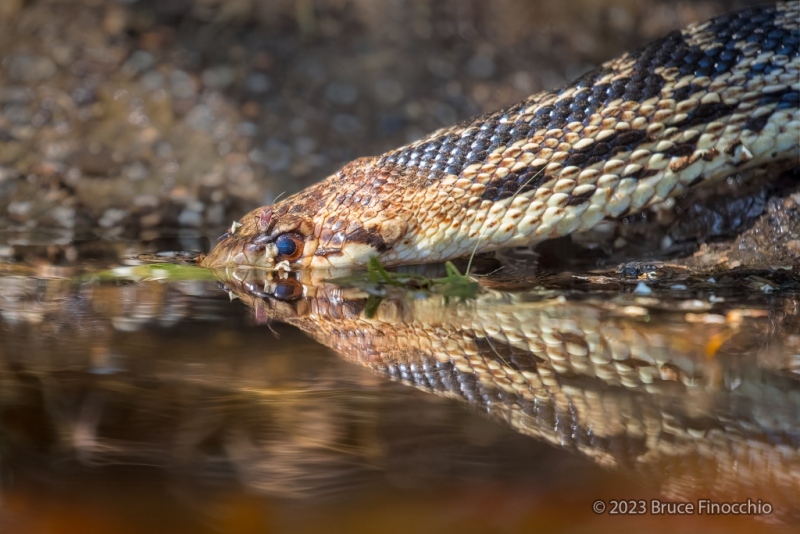 From A Small Pond, California Gopher Snake Submerges Head To Drink Water