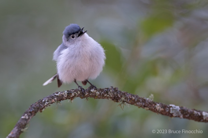 Male Blue-gray Gnatcatcher Calls Out From A Perch