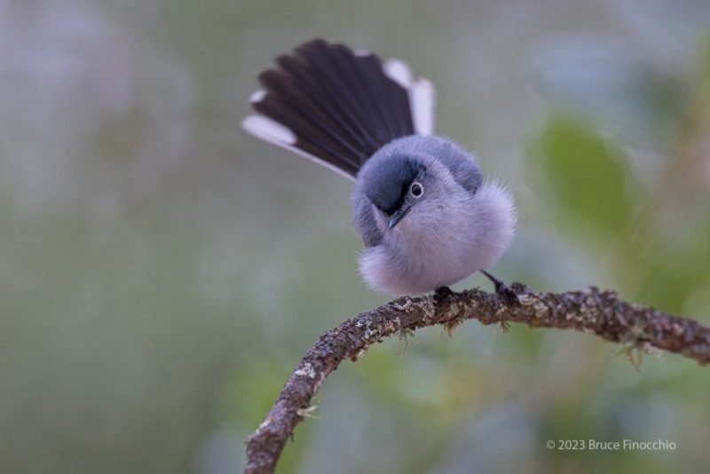 Male Blue-gray Gnatcatcher Flashes Cocked Back Tail Feathers