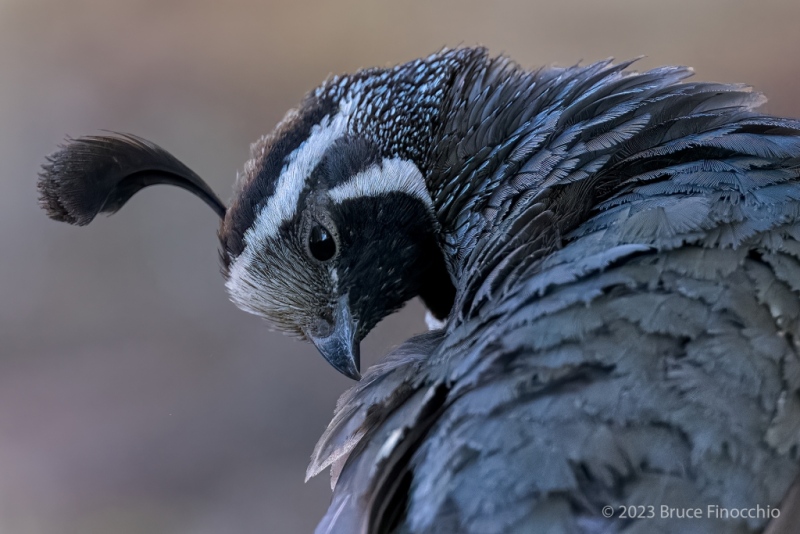 Male California Quail Reach Around To Preen Feathers