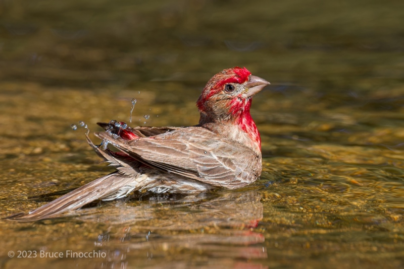 Male House Finch Bathes In A Small Pond