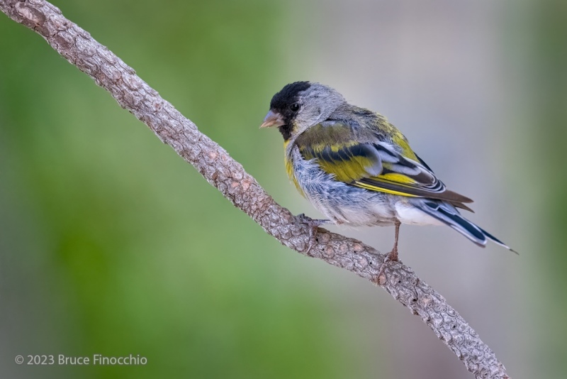 Male Lawrence's Goldfinch Perched On A Ponderosa Pine Branch
