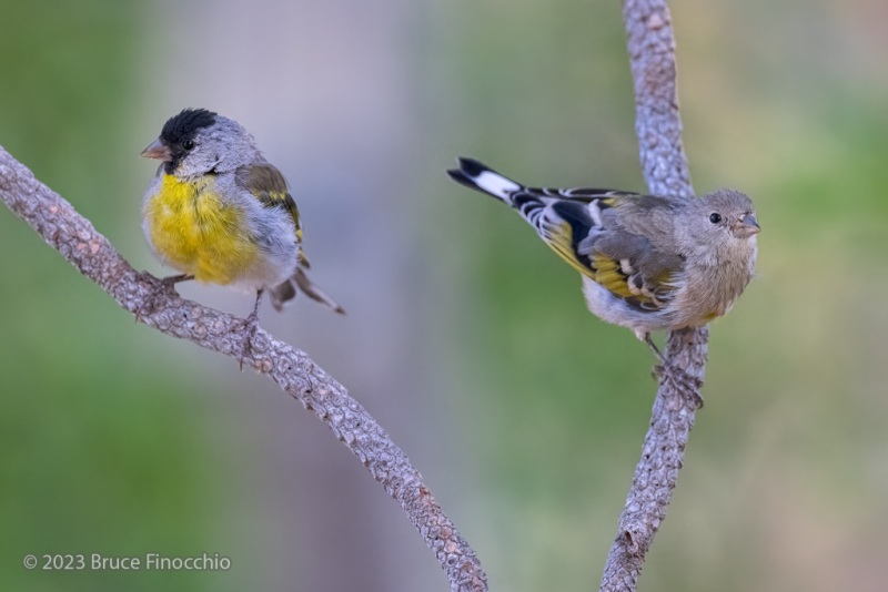 Perched Male And Female Lawrence's Goldfinches Showing Different Plumage