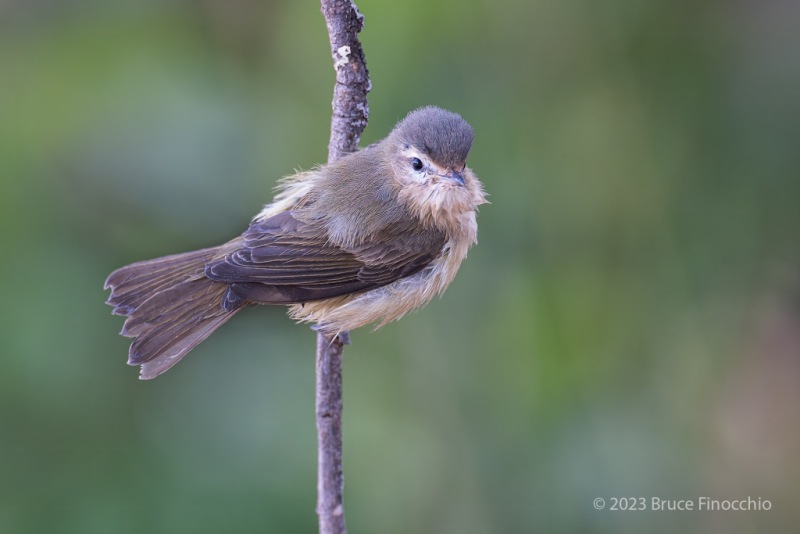 Perched Warbling Vireo With Wet Feathers After A Bath