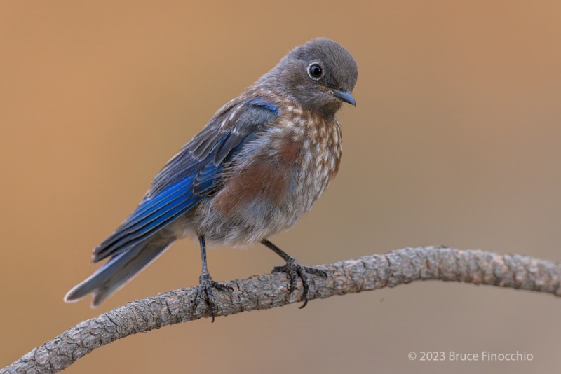 Portrait Of A Juvenile Male Western Bluebird Perched On A Ponderosa Pine Branch