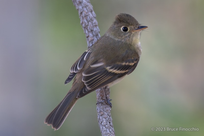 Portrait Of A Pacific-Slope Flycatcher Perched On A Ponderosa Pine Branch