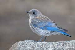 A Portrait Of A Juvenile Western Bluebird Perched On A Granite Rock
