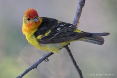 Looking Over The Shoulder Portrait Of A Male Western Tanager