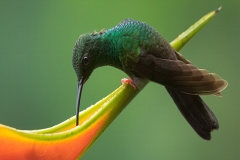 Bronze-tailed Plumeleteer Feeding On A Heliconia Flower