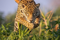 Female Jaguar Leaps Into Water Hyacinth To Surprise A Hidden Caiman