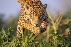 Female Jaguar Leaps Into Water Hyacinth To Surprise A Hidden Caiman