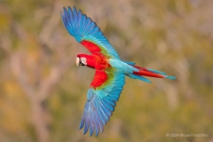 Red-and-Green Macaw Flying With Wings Spread In Buraco das Araras Giant Sinkhole